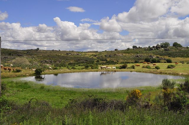 EL MANZANO